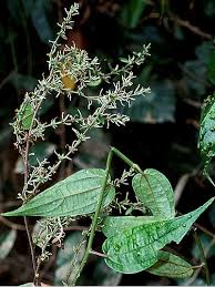 Image result for Pouzolzia