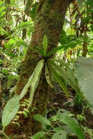 Image result for Loxogramme