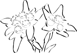 Monggo bu ke pak joko, pesannya apa bu, kata ganjar seperti dikutip dalam video vlognya. Bunga Edelweiss Flora Daun Gambar Vektor Gratis Di Pixabay