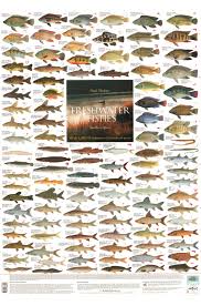 freshwater fishes of southern africa the larger species