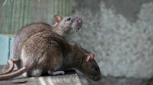 La febbre da morso causata da topi e ratti. Topi E Ratti Un Pericolo Da Non Sottovalutare In Stalla Ruminantia Web Magazine Del Mondo Dei Ruminanti