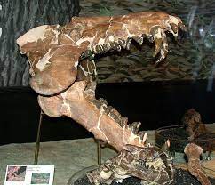 Archaeotherium Caninus An Entelodont Prehistoric Fossils Dinosaur Fossils