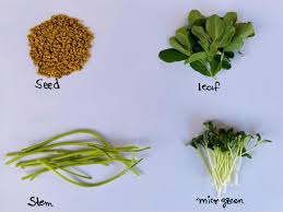 Image result for Trigonella