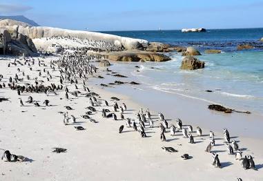 Boulders Beach - Wikipedia