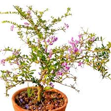 Image result for Disa baurii