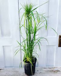 Image result for Cyperus tenax