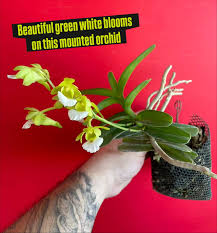 Image result for Lobelia petiolata