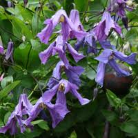 Prune hard in the spring and as often as you like to encourage reblooming and keep the plant as tidy as you like. Blaue Clematis Friedrich M Westphal Clematiskulturen