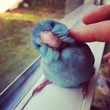 I Miss My Birdie Cute Animals Cute Birds Cute Creatures