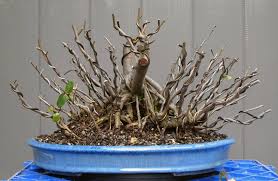We did not find results for: Flowering Quince Chaenomeles Japonica Nichigo Bonsai