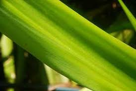 Image result for Fimbristylis madagascariensis