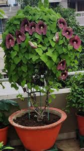 Image result for Aristolochia littoralis