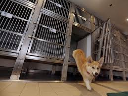 Are service animals allowed on cruises? Inside Queen Mary 2 Cruise Ship S New Kennels And Cabins Escape Com Au