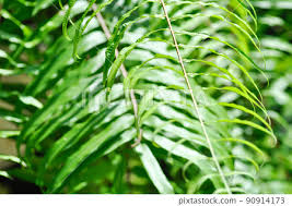 Image result for Lomariopsidaceae