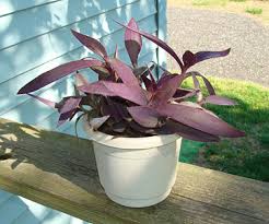 20% off your lowe's advantage card purchase: Can This Purple Heart Plant Be Saved Dave S Garden