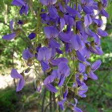 Image result for Bolusanthus speciosus