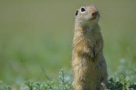 It will break down, and therefore is not harmful to the environment. How To Get Rid Of Gophers 8 Natural Ways 7 Lethal Ways Pest Wiki