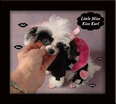 Black And White Parti Toy Poodle 1 Pound 13 Oz Black And White Extra Tiny Teacup Poodle Teacup Poodle Puppies Tea Cup Poodle Poodle Puppy