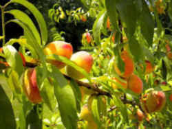 There are many varieties of fruit trees you can grow. Alabama State Tree Fruit Peach Rosacea Genus Prunus Species P Persica