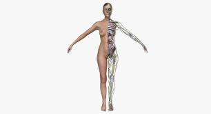 Girls full body picture anatomy. Detailed Full Female Body Anatomy 3d Cgtrader