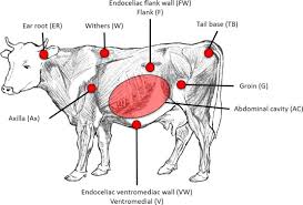 Maybe you would like to learn more about one of these? Monitoring Of The Core Body Temperature Of Cows Using Implantable Wireless Thermometers Sciencedirect