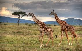 Their need for water is reduced by the fact that they are able to obtain almost all they need from the plants they eat. 5 Interesting Facts About The Giraffes Giraffe Facts