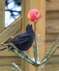 Bird That Sounds Like A Car Alarm Uk About Wild Animals How The Blackbird Car Alarm Is Fooling Car Owners Pet Birds Animals Wild Black Bird