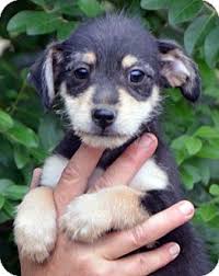 Looking to adopt a new pet? Londonderry Nh Fox Terrier Wirehaired Meet Lucky A Pet For Adoption