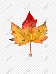 Plus nak tangkap gambar pemandangan musih luruh yang memang cantik. Musim Bunga Maple Musim Luruh Jatuh Maple Daun Maple Kreatif Map Gambar Unduh Gratis Imej 611825858 Format Psd My Lovepik Com