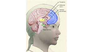 Smoking And Schizophrenia