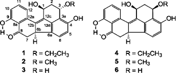 Image result for Neoboutonia melleri