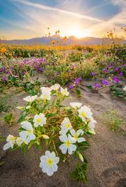 Maybe you would like to learn more about one of these? Anza Borrego Desert State Park Wildflower Super Bloom Travel Caffeine