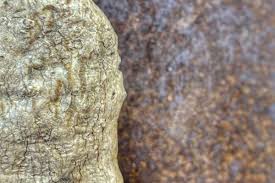 Image result for Cyphia