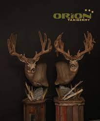 We offer the largest selection in taxidermy and wildlife mounts online! Muledeer Pedestals Whitetail Deer Pictures Deer Painting Deer Pictures