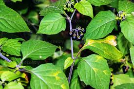 Image result for Solanum scabrum