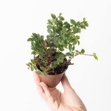 Image result for Begonia elaeagnifolia