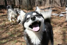Image result for world friendliest animals