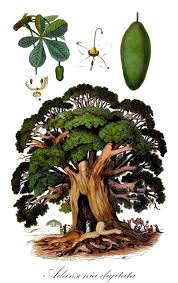 Image result for Cienfuegosia digitata