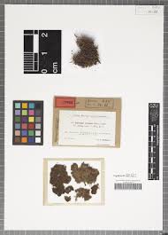 Image result for Englerina schubotziana