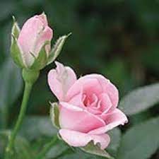 Plant database entry for rose (rosa 'sweet sue') with 2 images and 37 data details. Sweet Sue Heirloom Roses Miniature Rose Rose Mini Roses