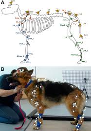 Save a dog germany e.v. Different Conformations Of The German Shepherd Dog Breed Affect Its Posture And Movement Scientific Reports