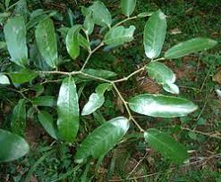 Image result for Monanthotaxis trichantha