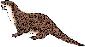 How did you find the cursed ice? Otter Definition Of Otter By Merriam Webster