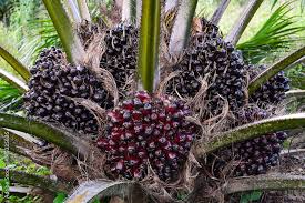 Image result for Elaeis