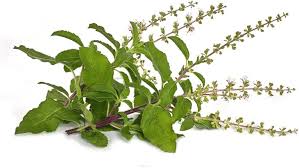Image result for Ocimum lamiifolium
