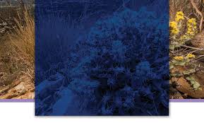 Image result for Helixanthera verruculosa