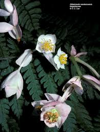 Image result for Begoniaceae