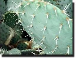 Cactus spines are produced from specialized structures called areoles, a kind of highly reduced many cacti have short growing seasons and long dormancies, and are able to react quickly to any tall unbranched columnar habit (cephalocereus). Untitled Document