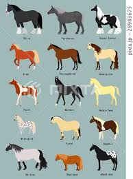 馬の種類 品種名つき 馬のイラスト 馬 家畜