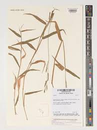 Image result for Urochloa arrecta